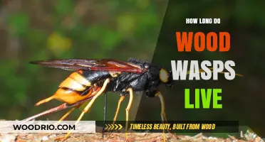 Understanding the Lifespan of Wood Wasps: A Comprehensive Guide