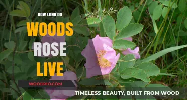 Understanding the Lifespan of Woods Roses: Care Tips for Longevity