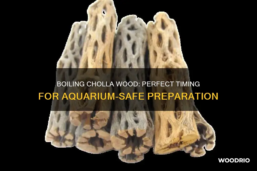 how long do you boil cholla wood