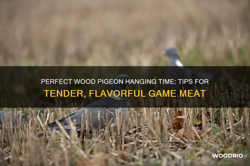 how long do you hang wood pigeon