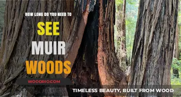 Exploring Muir Woods: Ideal Time to Experience Its Majestic Beauty