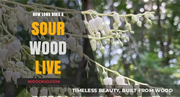 Sourwood Lifespan: Understanding the Longevity of This Unique Tree Species