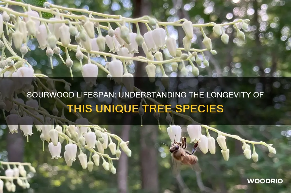 how long does a sour wood live