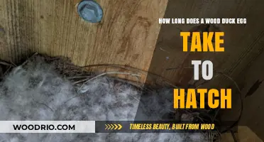 Wood Duck Egg Hatching Timeline: Incubation Period Explained