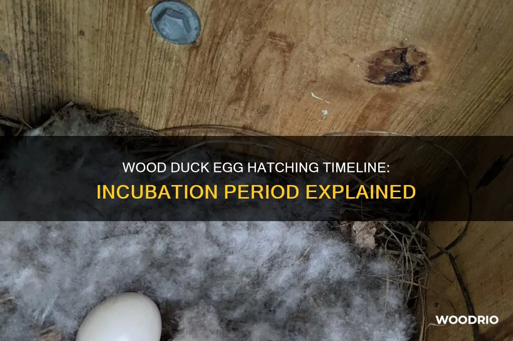 how long does a wood duck egg take to hatch