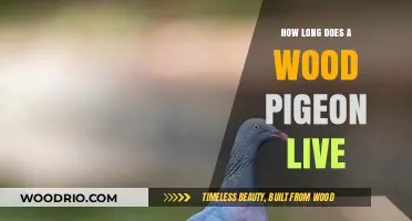Wood Pigeon Lifespan: Understanding Their Average Life Expectancy