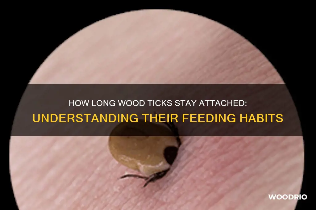 how long does a wood tick stay attached
