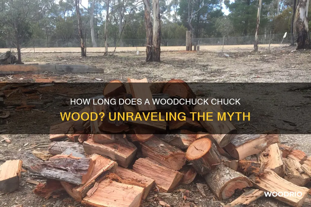 how long does a woodchuck chuck wood for