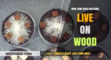 How Long Can Bacteria Survive on Wood Surfaces?