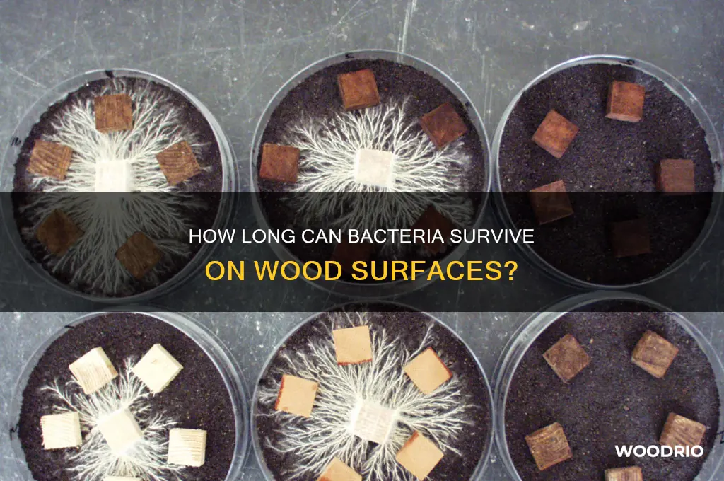 how long does bacteria live on wood