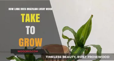 Brazilian Lucky Wood Growth Timeline: How Long Does It Take?