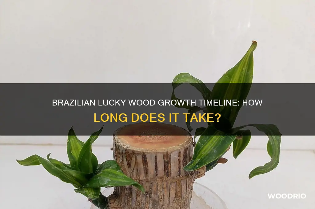how long does brazilian lucky wood take to grow