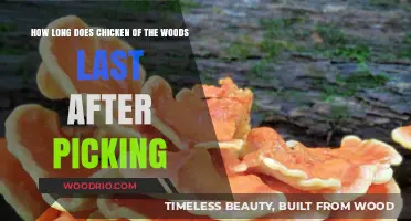 Chicken of the Woods Shelf Life: Freshness Tips After Harvesting