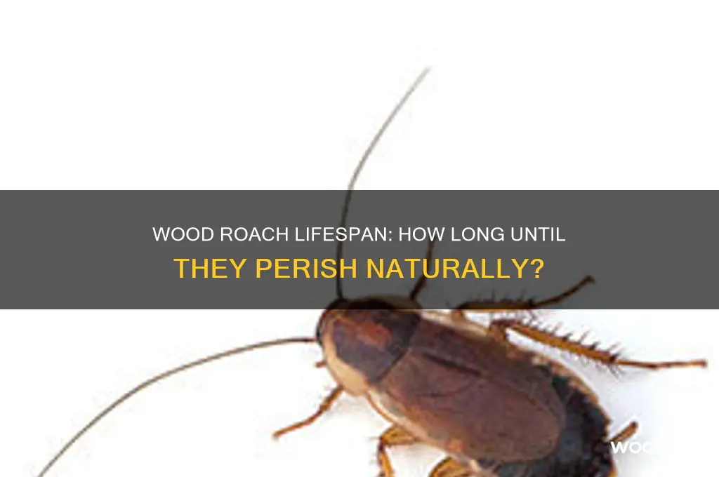 how long does it take a wood roach to die