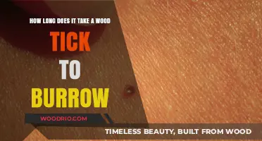 Understanding Wood Tick Burrowing: Timeframe and Prevention Tips