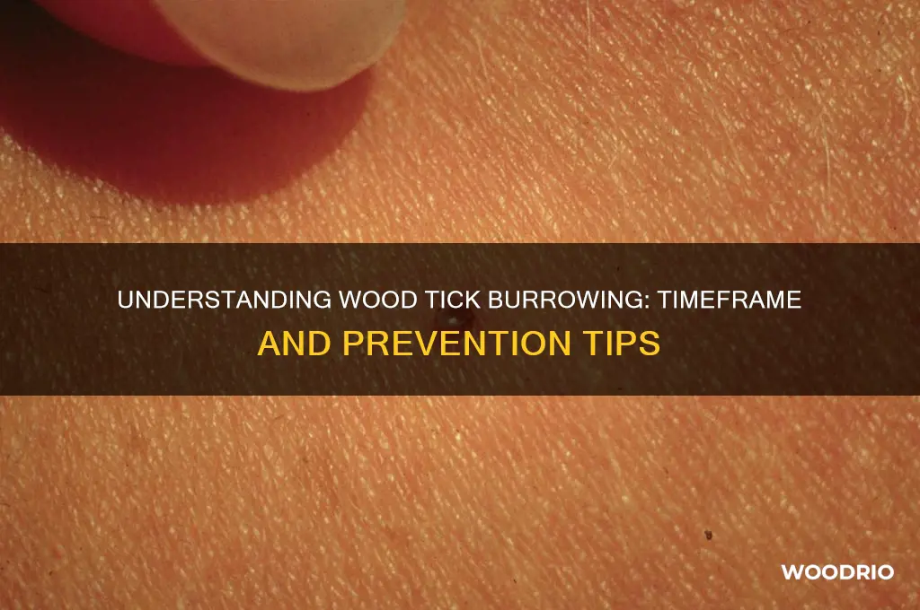 how long does it take a wood tick to burrow