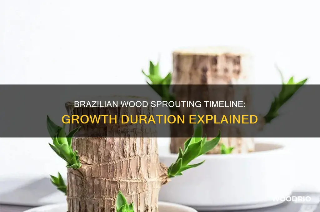 how long does it take brazilian wood to sprout