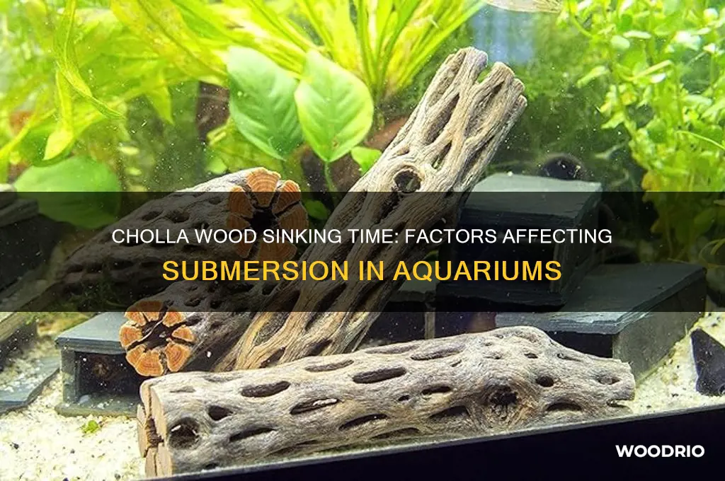 how long does it take cholla wood to sink