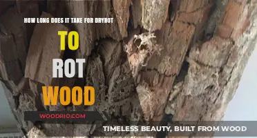 Understanding Dry Rot: Timeline for Wood Decay and Prevention Tips