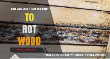 How Quickly Does Mold Destroy Wood? A Rot Timeline