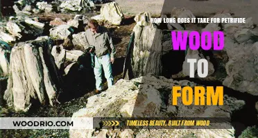 The Ancient Process: How Long Does Petrified Wood Form?