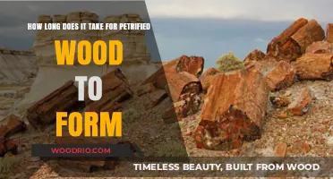 The Ancient Process: How Long Does Petrified Wood Form?