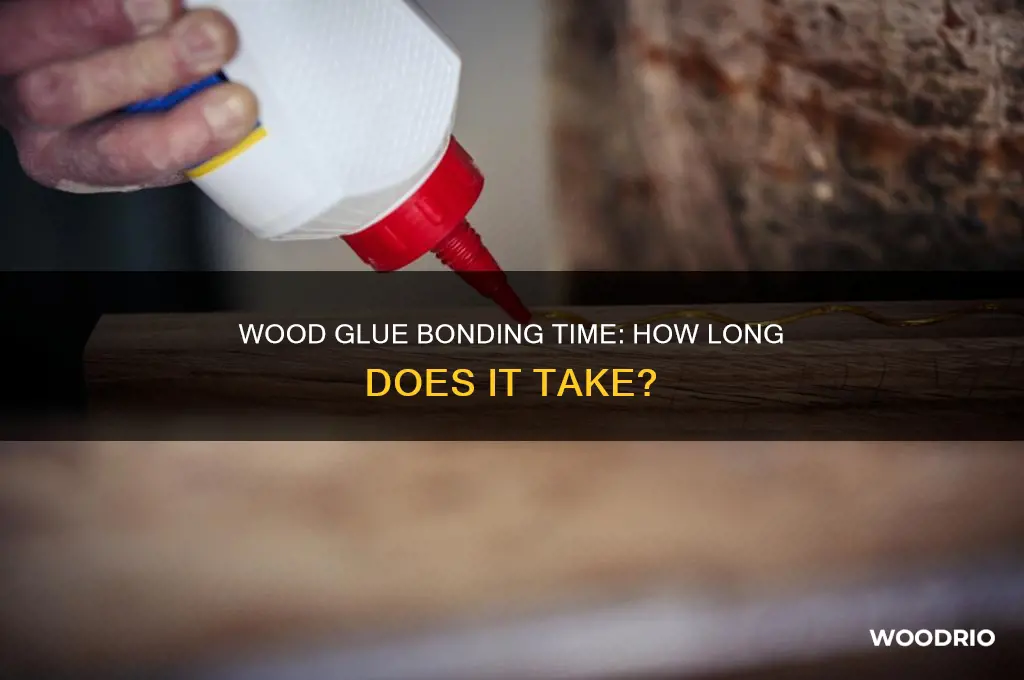 how long does it take for wood glue to bond