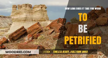 Petrified Wood Formation: Understanding the Timeframe for Fossilization