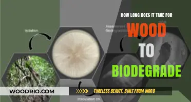Wood Biodegradation Timeline: Factors Affecting Natural Decomposition Process