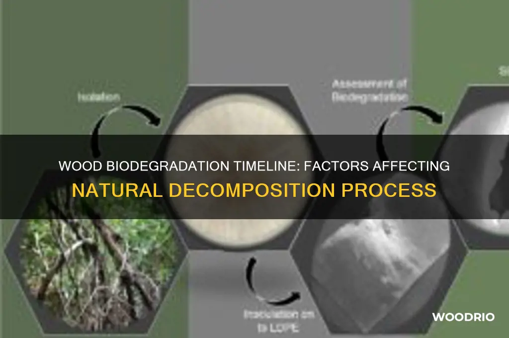 how long does it take for wood to biodegrade