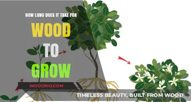 Understanding the Time It Takes for Trees to Grow Usable Wood