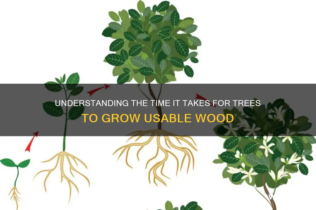 how long does it take for wood to grow