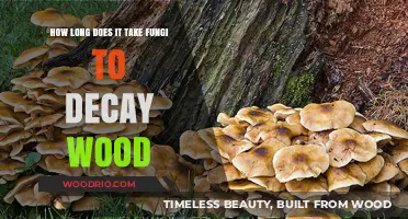 Fungi's Role in Wood Decay: Understanding the Breakdown Timeline
