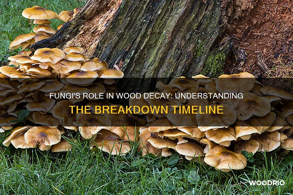 how long does it take fungi to decay wood