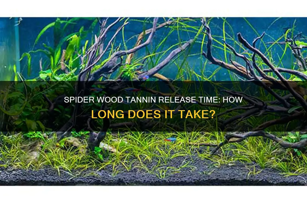 how long does it take spider woods to release tanin