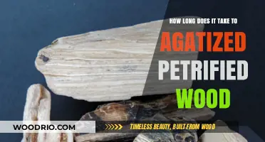 Agatized Petrified Wood Formation: Understanding the Timeframe and Process