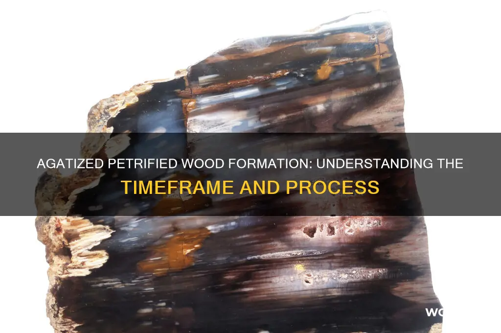 how long does it take to agatized petrified wood
