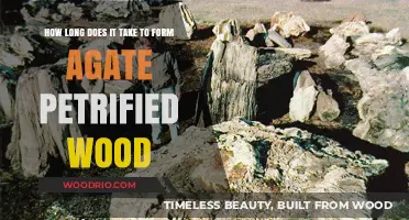 Forming Agate Petrified Wood: Understanding the Time-Intensive Process