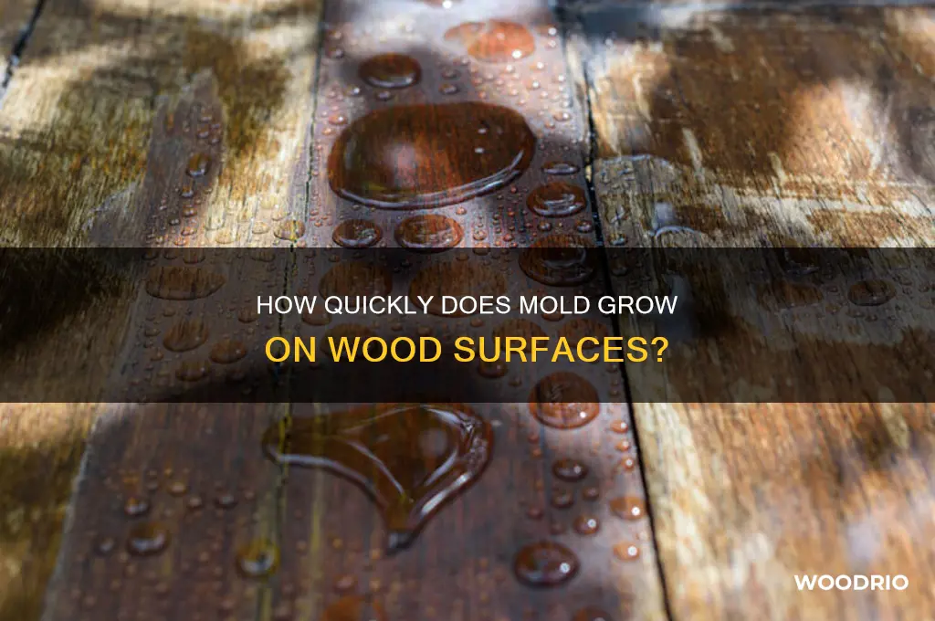 how long does it take to grow mold on wood