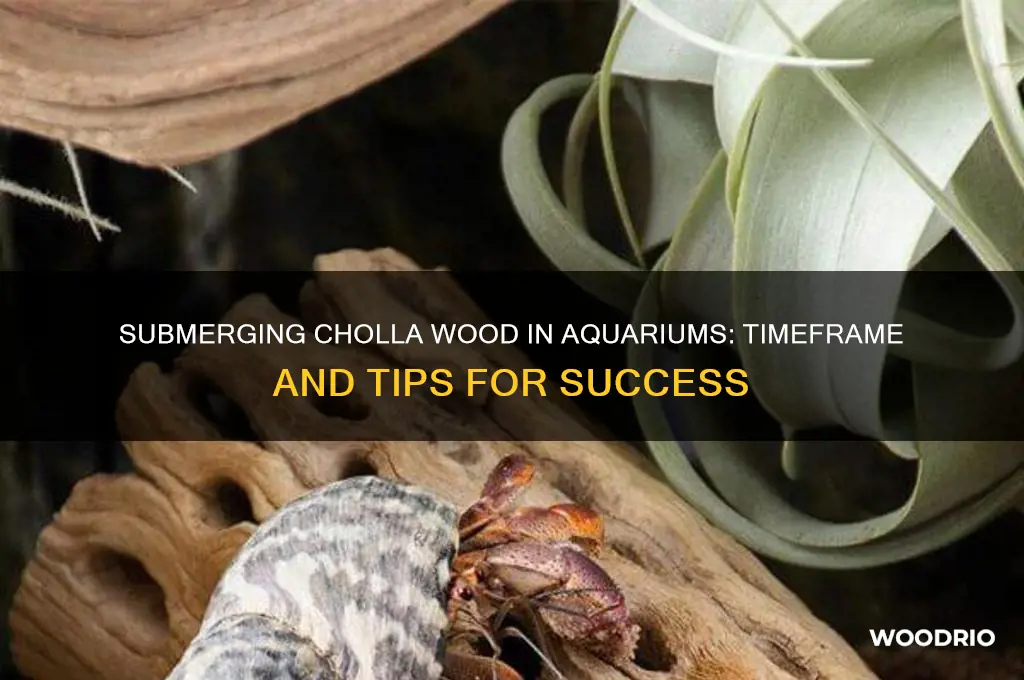 how long does it take to submerge cholla wood aquarium