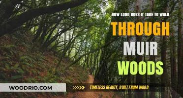 Exploring Muir Woods: Average Walking Time and Trail Tips