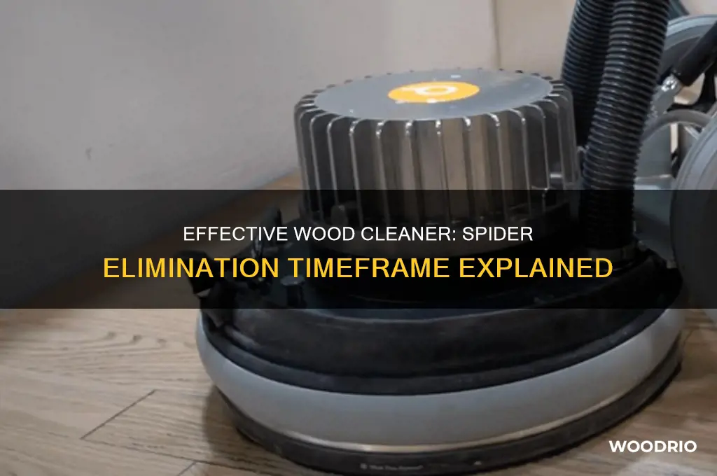 how long does it take wood cleaner to kill spiders
