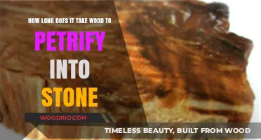 Wood to Stone: The Petrification Process Timeline Explained