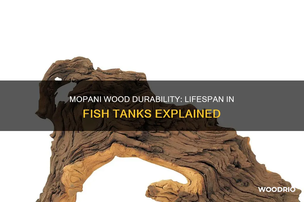 how long does mopani wood last on fish tank