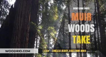 Exploring Muir Woods: Time Needed for the Perfect Hiking Experience