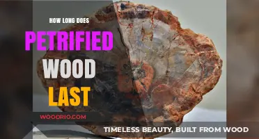 Petrified Wood's Timeless Endurance: Unveiling Its Remarkable Longevity Secrets