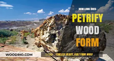 The Ancient Process of Petrified Wood Formation Explained