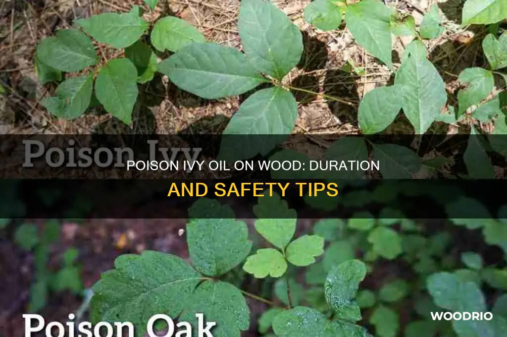 how long does poison ivy oil stay on wood
