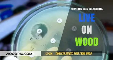 Salmonella Survival on Wood Surfaces: Duration and Safety Tips