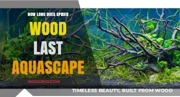 Spider Wood Durability: Lifespan in Aquascaping Explained